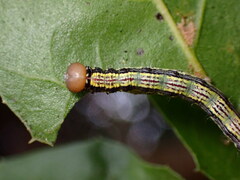 Phryganidia californica