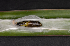 Chrysodeixis subsidens