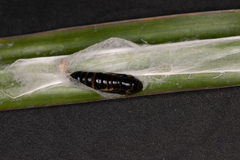 Chrysodeixis subsidens