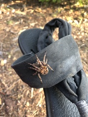 Araneus saevus