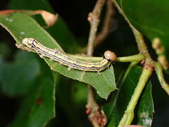 Phryganidia californica