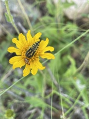 Acmaeodera amplicollis