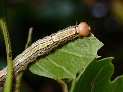 Phryganidia californica