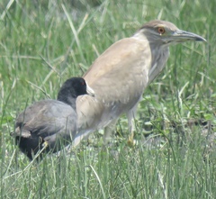 Fulica americana
