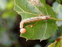 Phryganidia californica