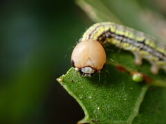 Phryganidia californica