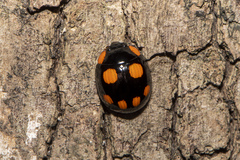 Paropsisterna sexpustulata