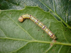 Phryganidia californica