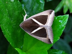 Chalciope mygdon