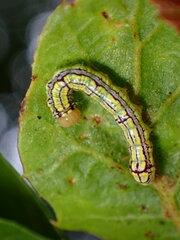 Phryganidia californica