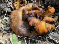 Omphalotus