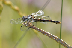 Ophiogomphus occidentis
