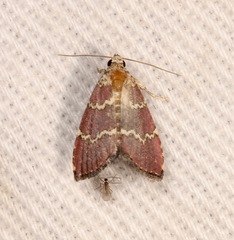 Phoenicophanta modestula