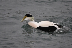 Somateria mollissima