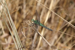 Erythemis collocata
