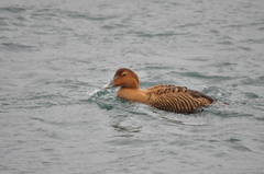 Somateria mollissima