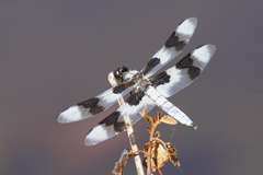 Libellula forensis