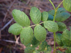 Rosa californica