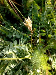 Astragalus inopinatus