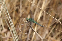 Erythemis collocata