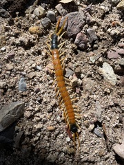 Scolopendra heros