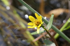 Bidens beckii