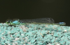 Ischnura denticollis