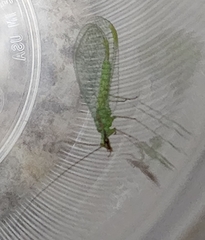 Chrysopa coloradensis