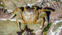 Grapsus
