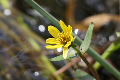 Bidens beckii