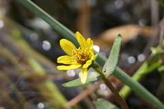 Bidens beckii