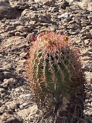 Ferocactus