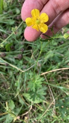 Ranunculus polyanthemos