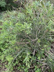 Melaleuca bracteata