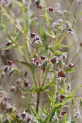 Trichodesma africanum