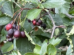 Crataegus douglasii