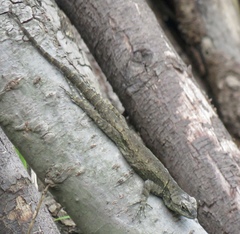 Sceloporus grammicus