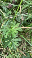 Ranunculus polyanthemos
