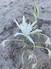 Pancratium maritimum