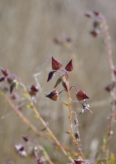 Trichodesma africanum