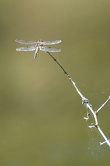 Libellula quadrimaculata