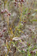 Trichodesma africanum
