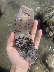 Membranipora membranacea