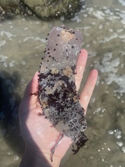 Membranipora membranacea