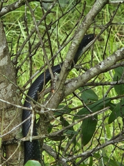 Coluber constrictor priapus