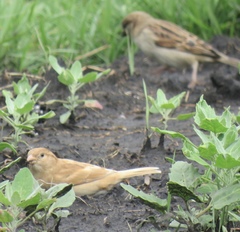 Passer domesticus