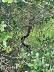 Coluber constrictor priapus