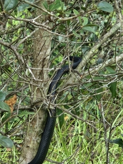 Coluber constrictor priapus