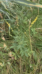 Agrimonia eupatoria