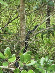 Coluber constrictor priapus